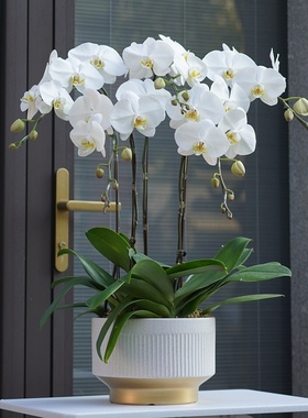 上海同城北欧风格家居装饰水泥花盆大白花白色蝴蝶兰盆栽特级带花