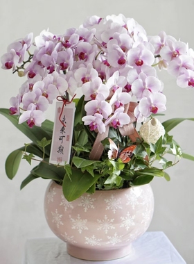 蝴蝶兰盆栽带花带盆组好伴手礼送礼客厅装饰上海同城配送兰花盆景