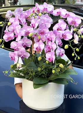 上海兰花蝴蝶兰盆栽带花乔迁新居开业贺礼鲜花室内前台花卉盆景