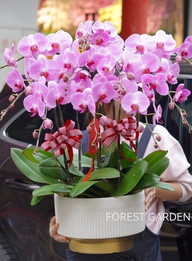 上海同城兰花盆景蝴蝶兰客户开业贺礼乔迁新居盆栽春节年宵花礼物