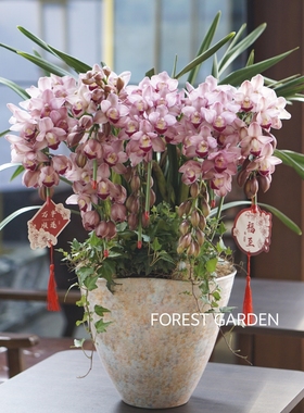 上海同城大花惠兰带花盆栽兰花室内年宵花卉蕙兰鲜花绿植耐寒春节