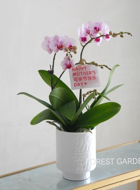 母亲节礼物送妈妈生日蝴蝶兰盆栽带花办公桌面绿植兰花卉上海同城