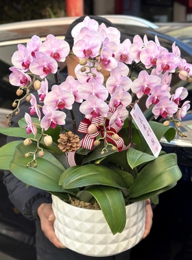 上海同城兰花乔迁新居礼物蝴蝶兰盆栽客厅开业贺礼中秋节春节盆景