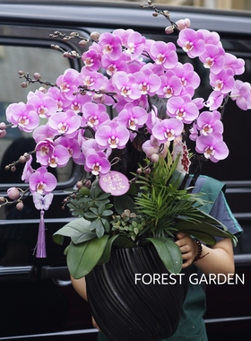 上海同城配送蝴蝶兰盆栽兰花乔迁新居贺礼开业花篮新年礼物年宵花