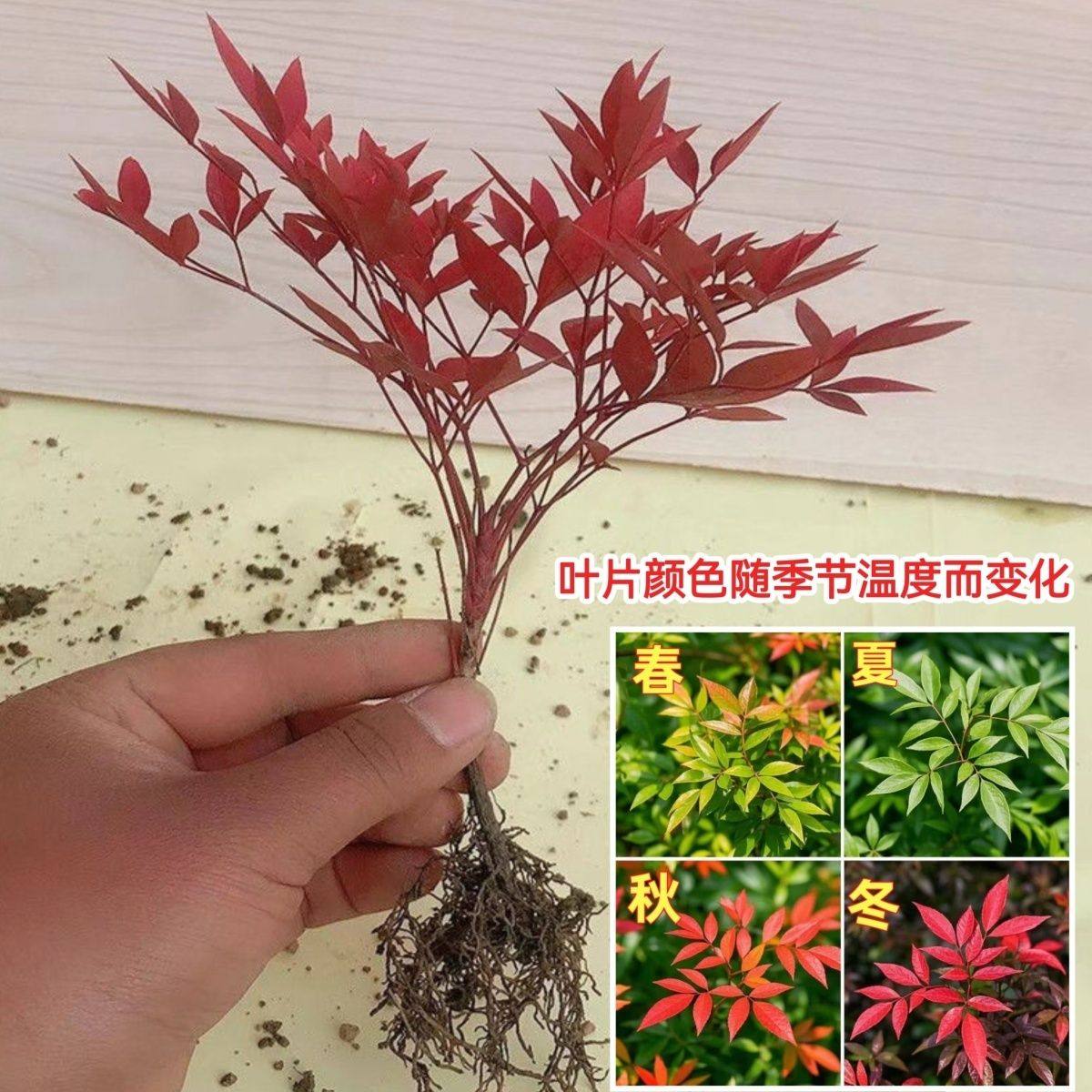 南天竹盆栽绿植水培客厅老桩室内大型绿植/成品组合盆