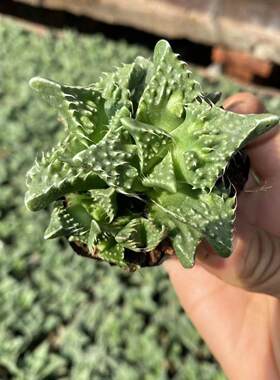 怒涛多肉植物四海波萌丑室内趣味盆栽吸甲醛小盆栽