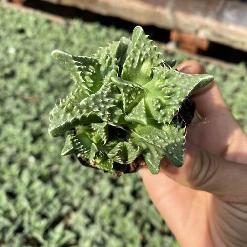 怒涛多肉植物四海波萌丑室内趣味盆栽吸甲醛小盆栽