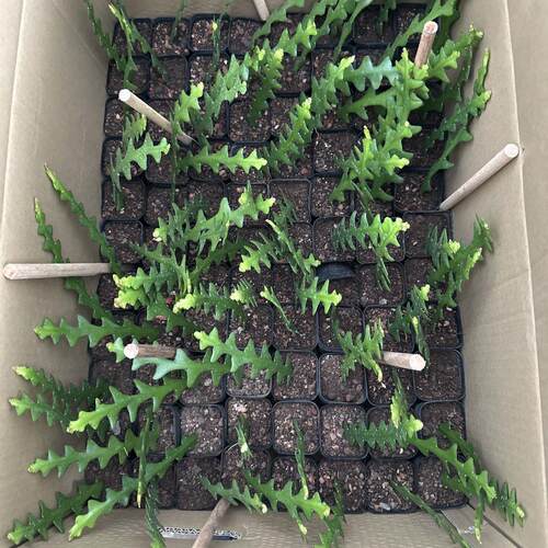 鱼骨令箭昙花盆栽多肉稀有仙人掌锯齿室内植物花卉好养绿植发货