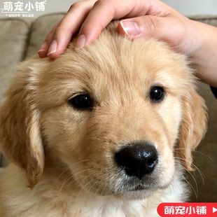 金毛犬纯种金毛幼犬大型狗狗活物宠物狗枫叶红沙滩色活泼可爱金毛