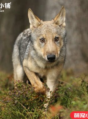 捷克狼犬幼犬活的小狼狗便宜狗狗真狗宠物狗家养超酷大型犬学生版
