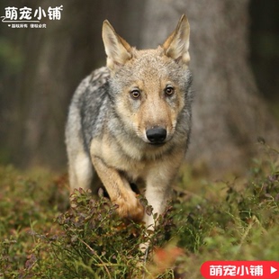 捷克狼犬幼犬活的小狼狗便宜狗狗真狗宠物狗家养超酷大型犬学生版