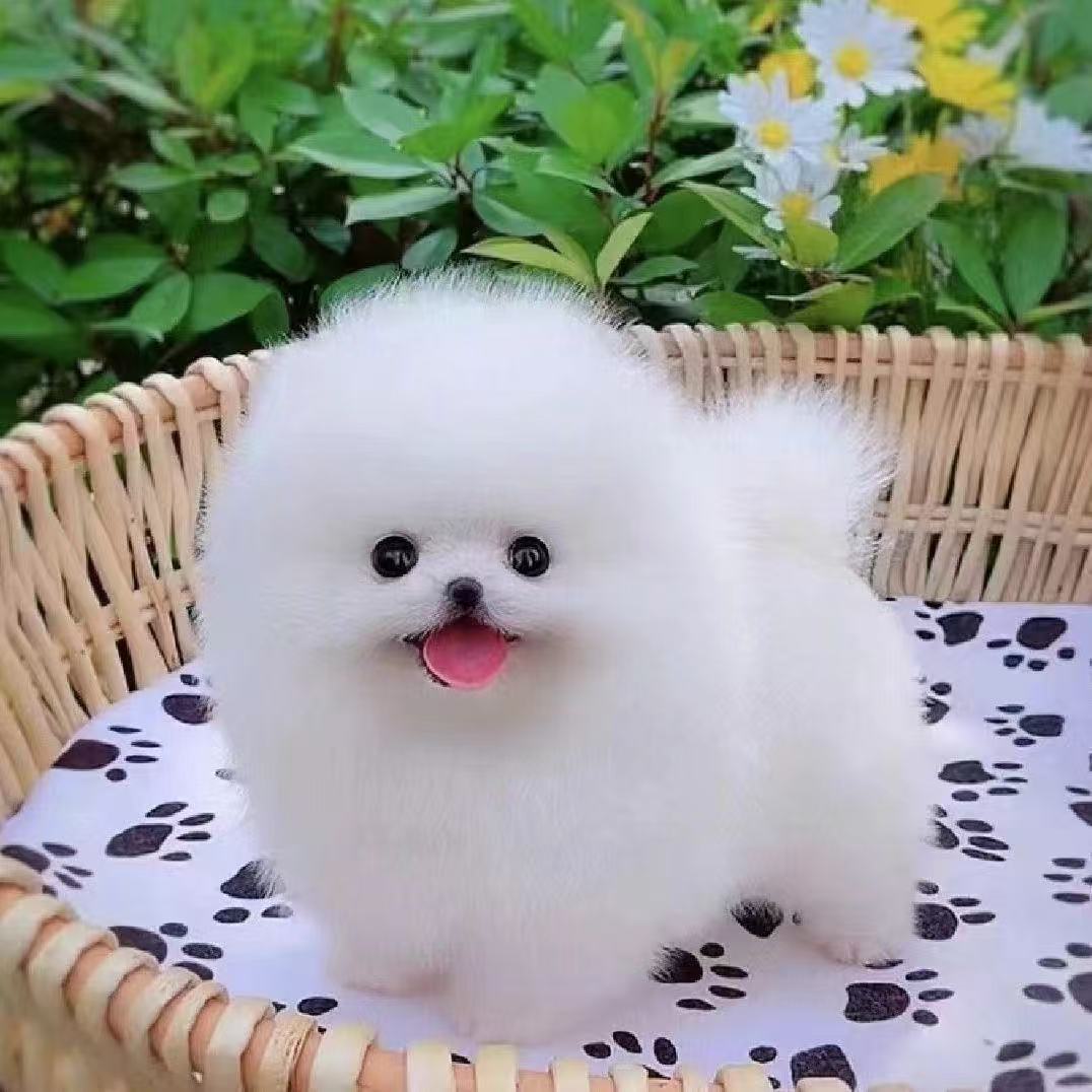 白色博美幼犬活体博美犬可爱黄博美白色便宜长不大黄色小型宠物狗图片