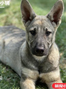 大型精品狼青幼犬狗狗活物家养看家护卫犬狼青中华狼青小狗活物