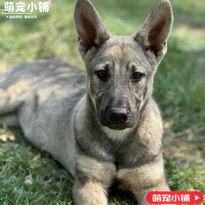大型精品狼青幼犬狗狗活物家养看家护卫犬狼青中华狼青小狗活物