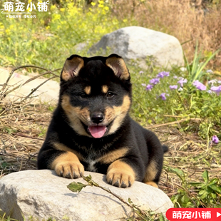 田园犬四眼小黑狗铁包金正品健康幼崽正宗活物土狗看家护院护卫犬