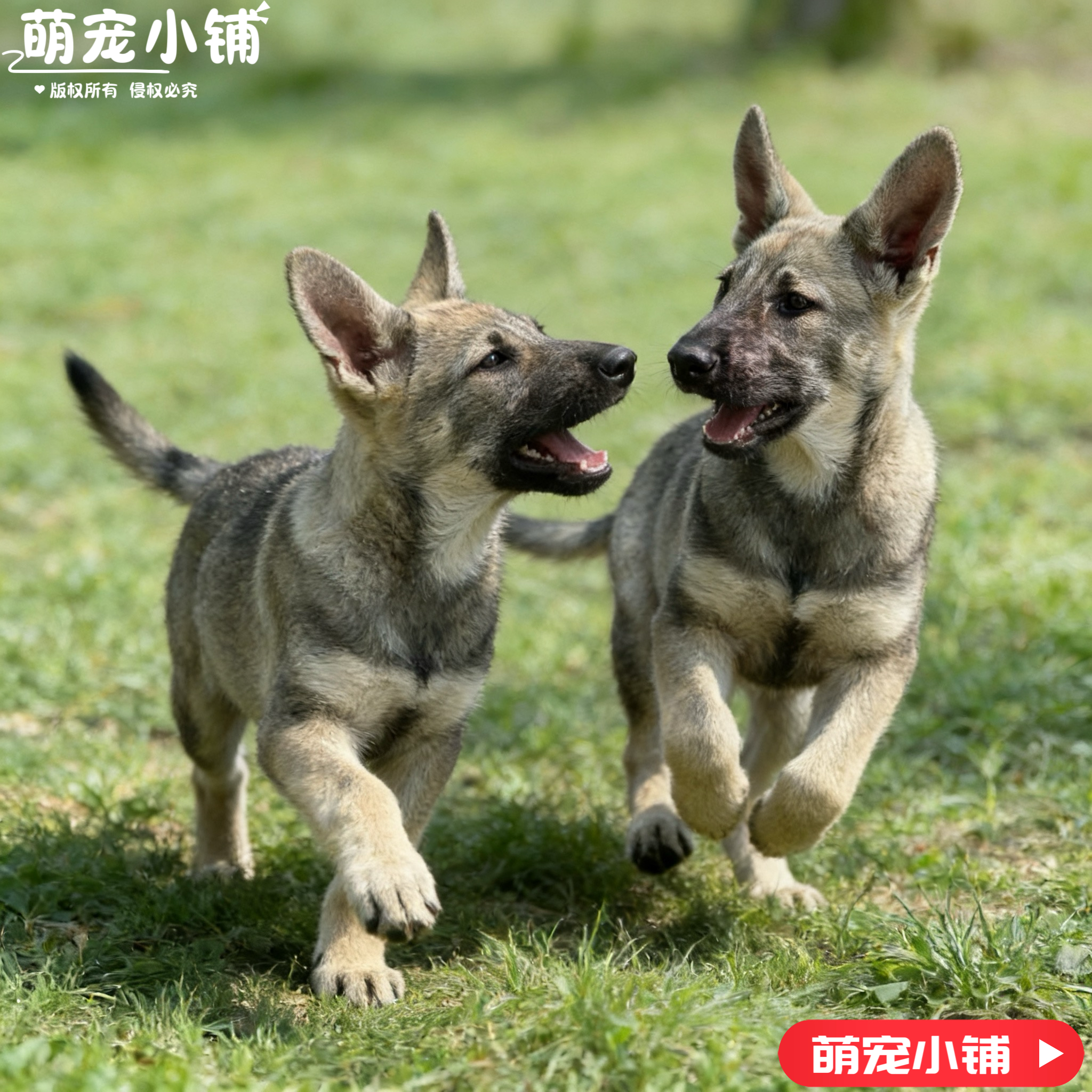大型精品狼青幼犬狗狗活物家养看家护卫犬狼青中华狼青小狗活物