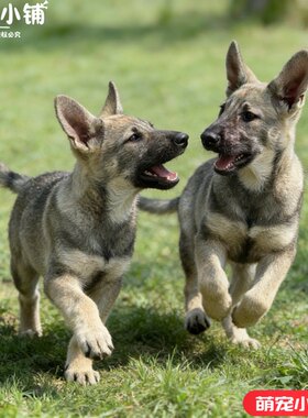 大型精品狼青幼犬狗狗活物家养看家护卫犬狼青中华狼青小狗活物