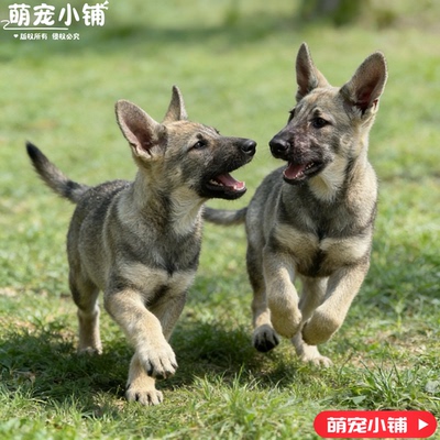 大型精品狼青幼犬狗狗活物家养看家护卫犬狼青中华狼青小狗活物