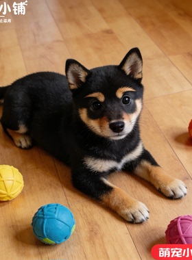 柴犬纯种幼犬柴犬幼帅气黄色日本活体黑柴小赤秋田小型宠物狗