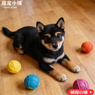 柴犬纯种幼犬柴犬幼帅气黄色日本活体黑柴小赤秋田小型宠物狗