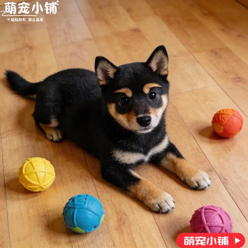 柴犬纯种幼犬柴犬幼帅气黄色日本活体黑柴小赤秋田小型宠物狗