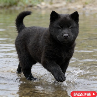 五黑犬纯种3个月广西土猎犬黑狗虎头犬幼崽看家护院田园霸气镇宅