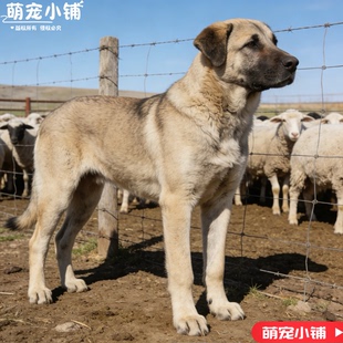 土耳其坎高犬纯种幼犬进口大骨架巨大型猛犬活物忠诚看家护院狗狗