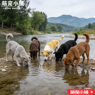 霸气太行幼犬中华牧羊犬田园山西农村大笨狗赶山狩猎看家护院包邮