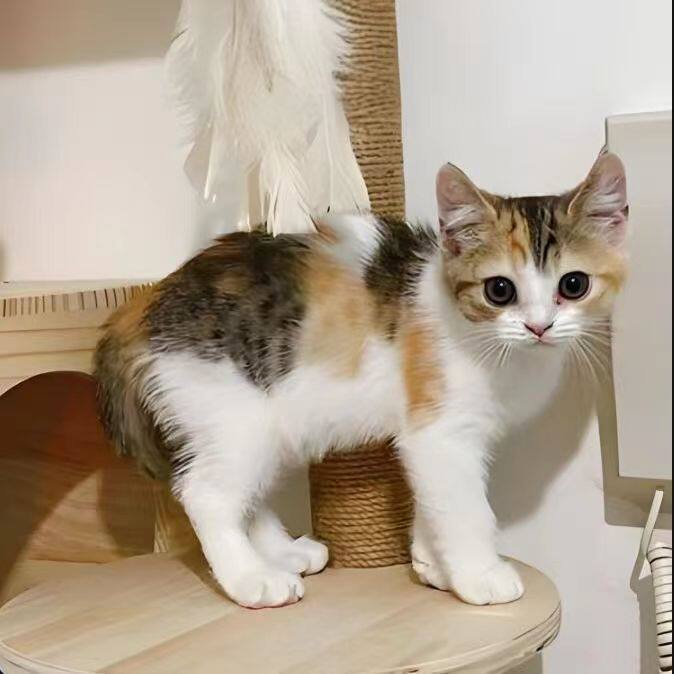 三花田园捉老鼠家养猫咪活物土猫猫咪