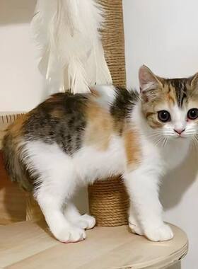三花田园捉老鼠家养猫咪活物土猫幼猫橘猫白黑奶牛狸花猫活体幼崽