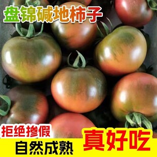 顺丰包邮正宗盘锦碱地柿草莓柿子铁皮柿子