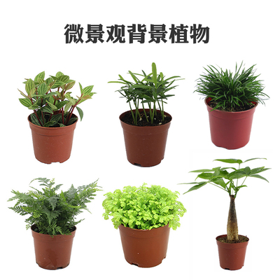 新品绿植带盆栽好卧室珊瑚蕨桌面