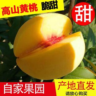 怀化沅陵高山黄桃新鲜 当季脆甜应季水果现摘现发湖南锦绣红心桃