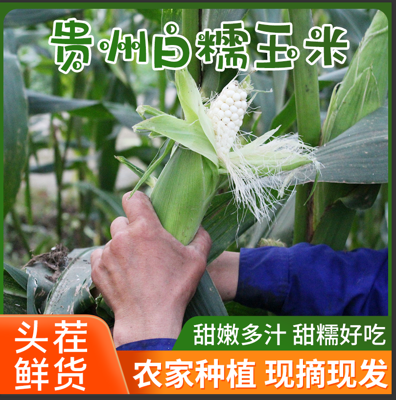 新鲜糯玉米 贵州农家自种白糯玉米糯包谷 现摘带壳玉米棒香糯玉米