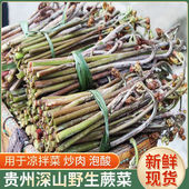 春季 贵州野生蕨菜 蔬菜蕨菜 甜蕨菜应季 野菜蕨菜 新鲜现摘山蕨菜
