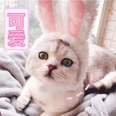 可爱兔子头套猫头套变身装 猫咪头饰狗狗头套宠物帽子泰迪兔子耳朵