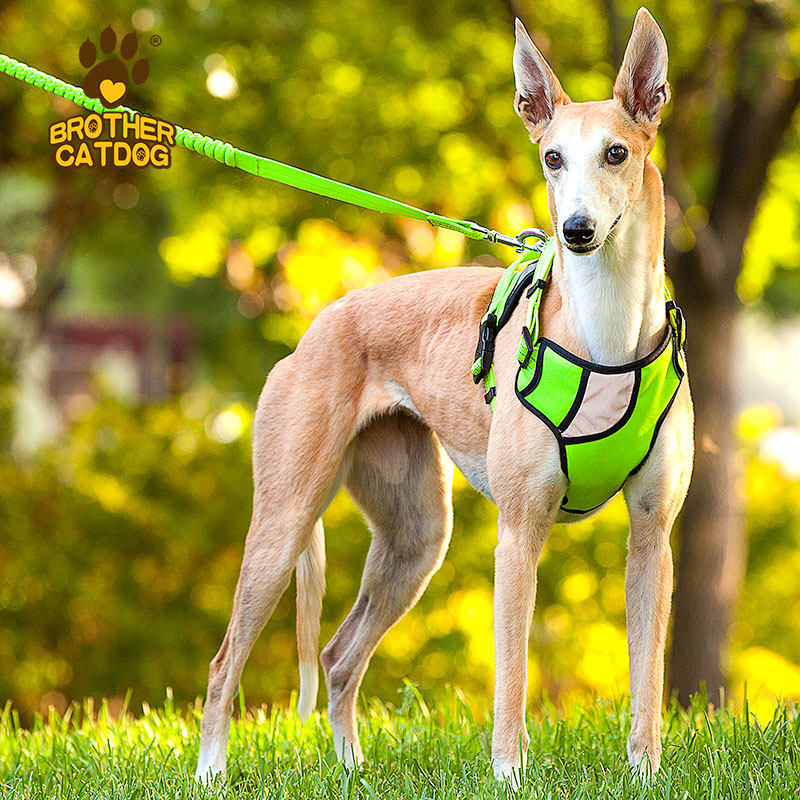 狗狗牵引绳中小型幼犬泰迪狗绳狗链子可调节宠物狗绳遛狗绳子用品