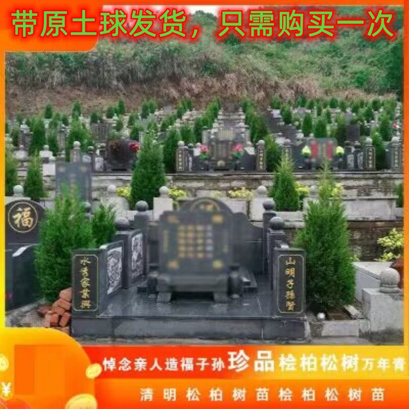 墓地坟墓专用扫墓松带原土球发货