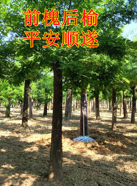 正宗结槐米的槐树苗包品种包对版