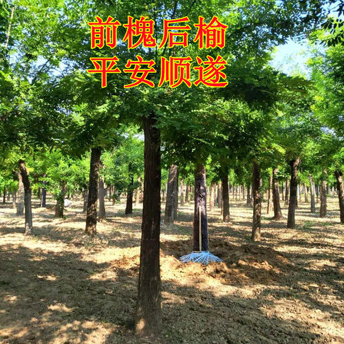 正宗结槐米的槐树苗包品种包对版