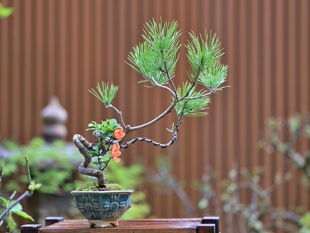 松梅赞礼（拍摄于2024.3）