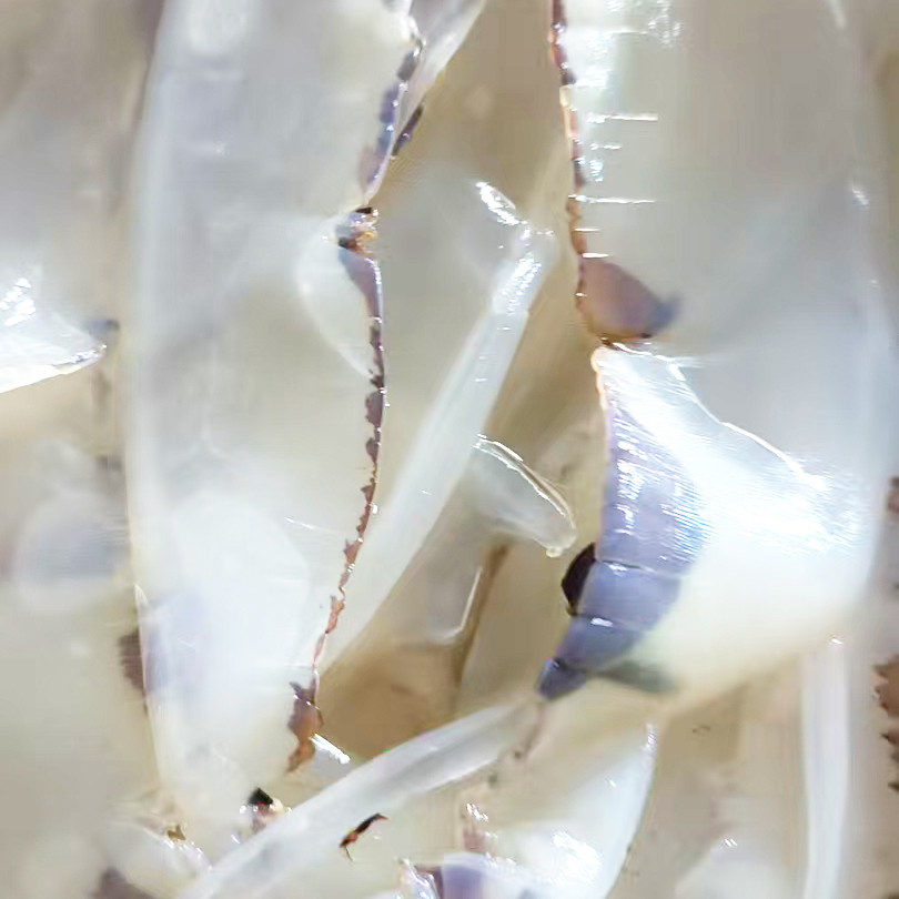 温州特产海蜇边金丝边
