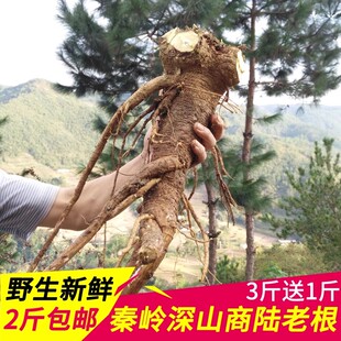 秦岭野生商陆根新鲜山萝卜 商陆见肿消牛大黄章柳根3斤送1斤