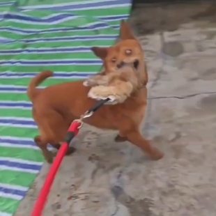 猎鸡户外遛狗猎兔狗开口神器BB哨子细狗灵缇惠比特幼犬仿真假兔子