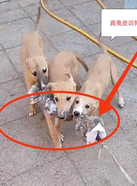 猎鸡犬户外遛狗猎兔狗开口神器BB哨子细狗灵缇惠比特幼犬仿真兔子