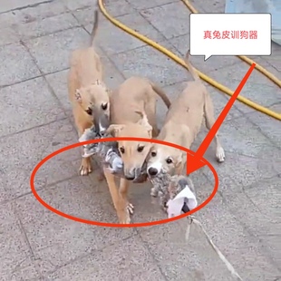 新款仿真兔子带叫声真兔皮猎兔狗小猎犬幼犬开口训练户外遛狗神器
