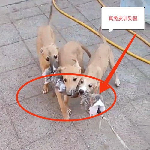 猎鸡犬户外遛狗猎兔狗开口神器BB哨子细狗灵缇惠比特幼犬仿真兔子