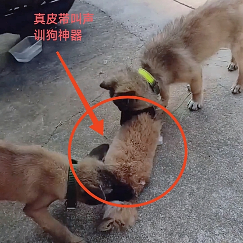 小猎狗户外遛狗开口神器猎兔狗真兔皮带叫声细狗灵缇格力狗场跑狗