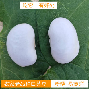 白芸豆云南农家大白芸豆肾腰豆云豆种子大白豆杂粮嚼阻断膳食纤维