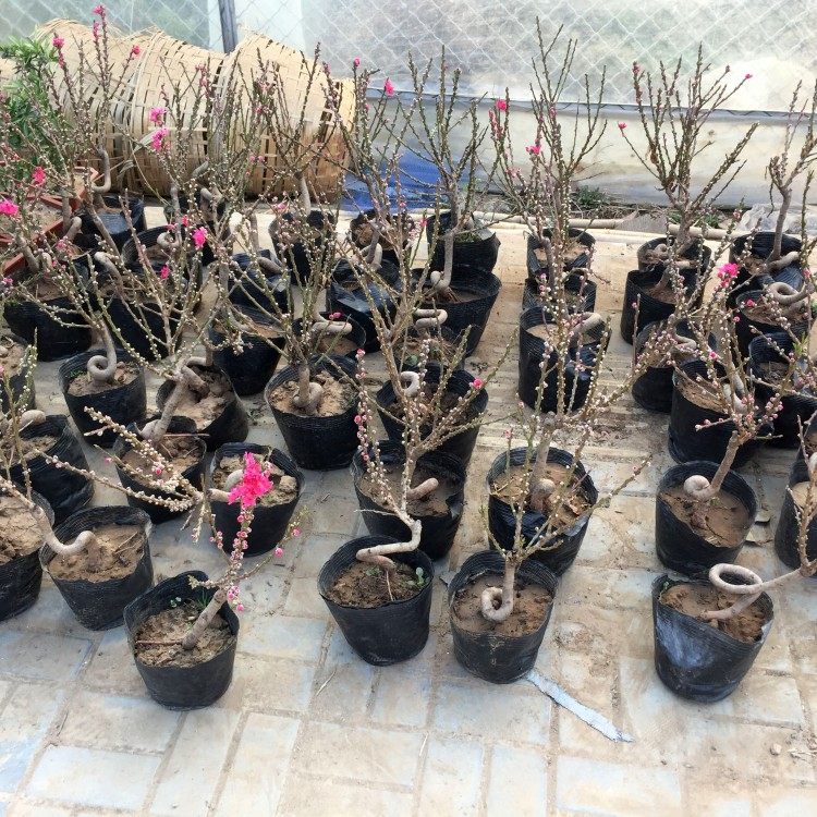 观赏桃花造型盆景绿植寿星桃树庭院红叶碧桃庭院阳台室内开花盆栽